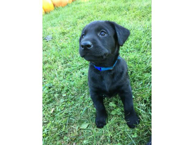 black lab puppies for sale in Nebraska USA