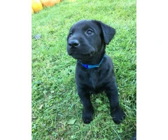 black lab puppies for sale in ohio - 4