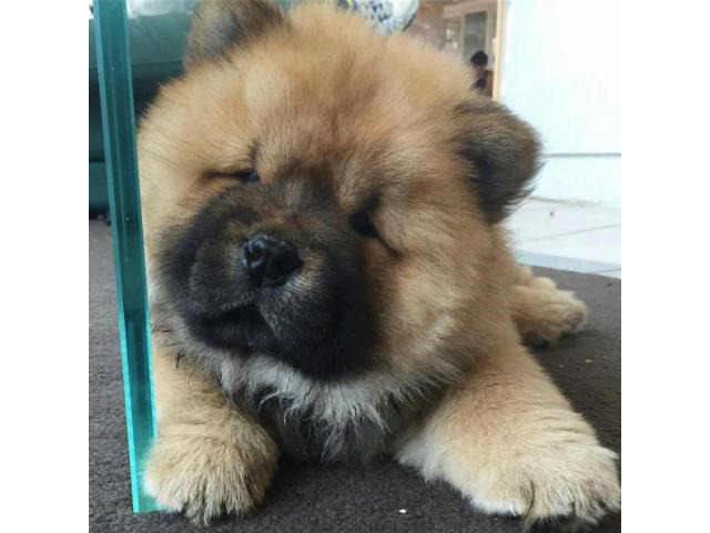 chow chow puppy for sale in Pine Springs, Minnesota