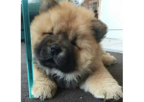 chow chow puppy for sale