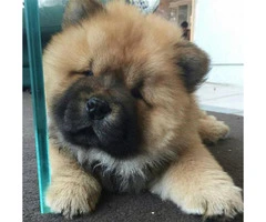 chow chow puppy for sale - 1