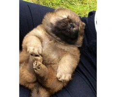 chow chow puppy for sale - 2