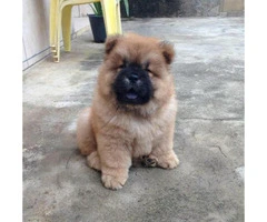 chow chow puppy for sale - 3
