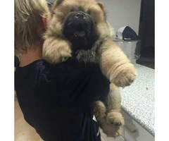 chow chow puppy for sale - 4