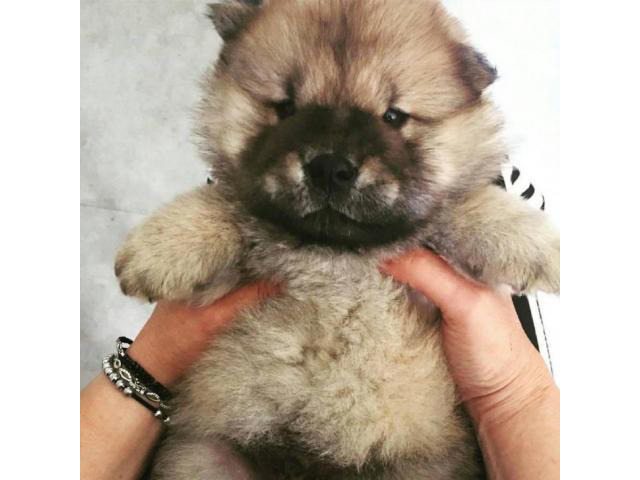 chow chow puppy for sale in Pine Springs, Minnesota