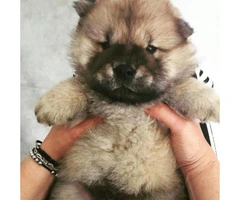 chow chow puppy for sale - 5