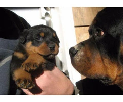 5 weeks old Purebred rottweiler puppies for sale
