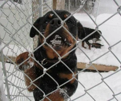 5 weeks old Purebred rottweiler puppies for sale - 2