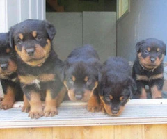 5 weeks old Purebred rottweiler puppies for sale - 3
