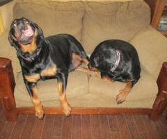5 weeks old Purebred rottweiler puppies for sale - 4