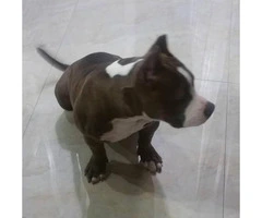 small american bully puppies for sale - 4
