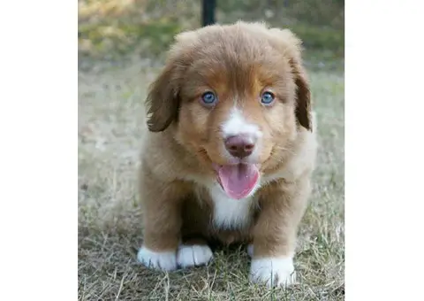 nova scotia duck tolling retriever puppies for sale