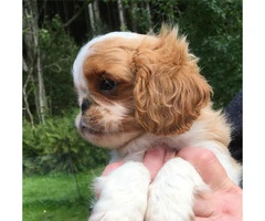 english toy spaniel for sale - 2