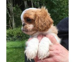 english toy spaniel for sale - 4