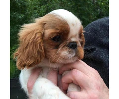 english toy spaniel for sale - 5