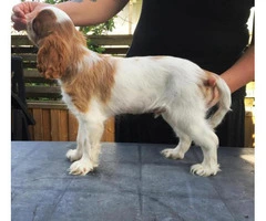 english toy spaniel for sale - 6