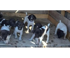 german shorthaired pointer puppies for sale - 2