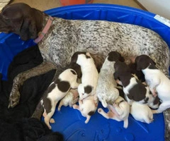 german shorthaired pointer puppies for sale - 3