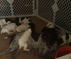 german shorthaired pointer puppies for sale - 4
