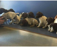 german shorthaired pointer puppies for sale - 5