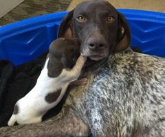 german shorthaired pointer puppies for sale - 6