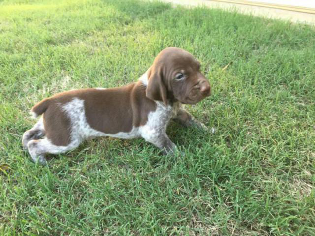 german pointer puppies near me