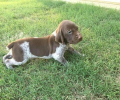 german shorthaired pointer puppies texas
