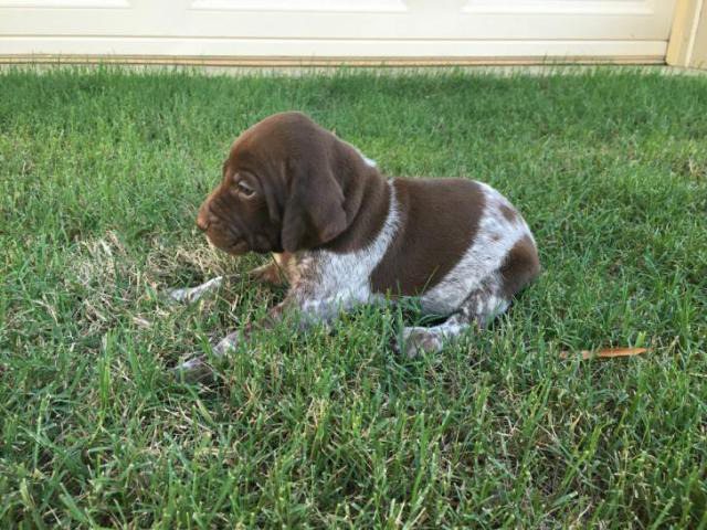 german shorthaired pointer puppies texas in Houston, Texas ...