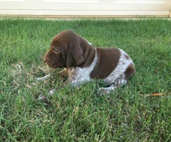 german shorthaired pointer puppies texas - 2