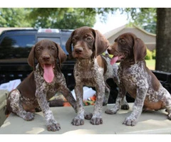 german shorthaired pointer puppies texas - 3