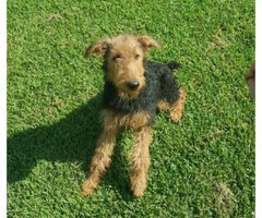 airedale terrier pups - 2