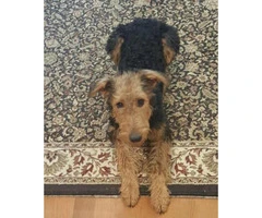 airedale terrier pups - 3