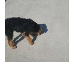 airedale terrier pups - 4
