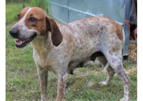 english coonhound puppies for sale