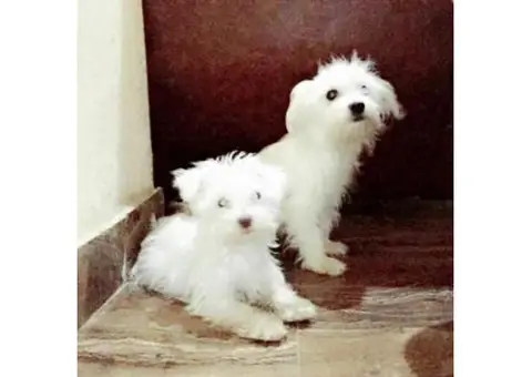 samoyed puppies for sale ny 14 weeks old