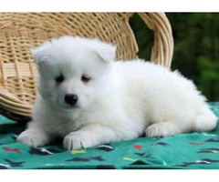 samoyed puppies for sale ny 14 weeks old