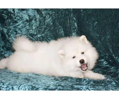 samoyed puppies for sale ny 14 weeks old