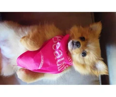 5 months old Pomeranian Pup - 2