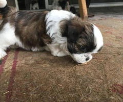 shorkie puppies for sale in ohio