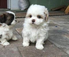 shorkie puppies for sale in ohio - 2