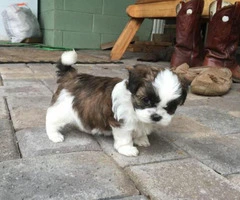 shorkie puppies for sale in ohio - 3