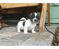 shorkie puppies for sale in ohio - 4