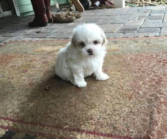 shorkie puppies for sale in ohio - 5
