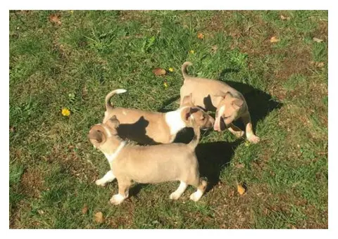 bull terrier pup fawn and white