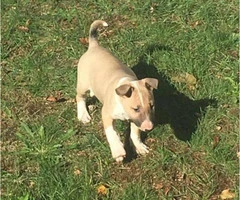 bull terrier pup fawn and white - 3