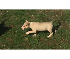 bull terrier pup fawn and white - 4