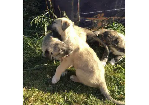purebred irish wolfhound puppies for sale