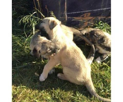 purebred irish wolfhound puppies for sale
