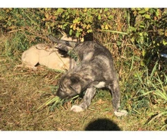 purebred irish wolfhound puppies for sale - 3