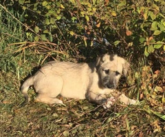 purebred irish wolfhound puppies for sale - 6